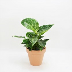 PHILODENDRON WHITE WAVE