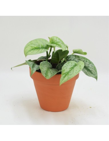 SCINDAPSUS PICTUS TREBIE