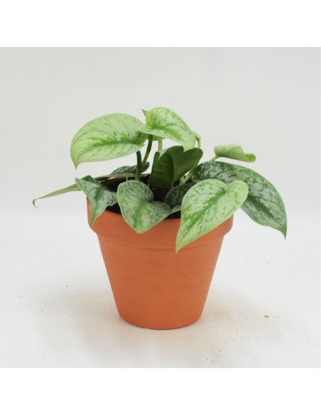 SCINDAPSUS PICTUS TREBIE