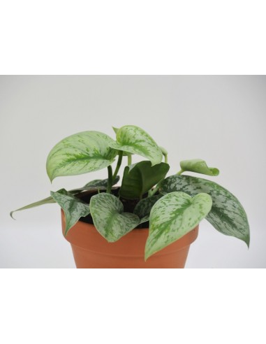 SCINDAPSUS PICTUS TREBIE