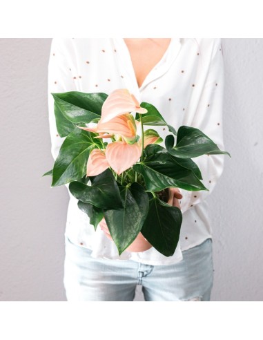 ANTHURIUM JOLI PEACH