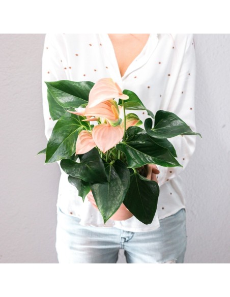 ANTHURIUM JOLI PEACH