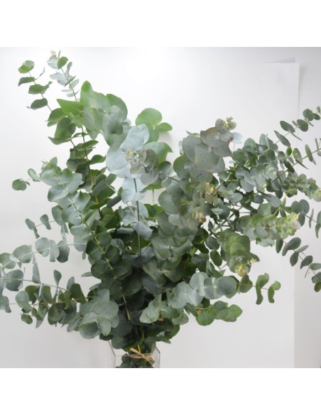 RAMO EUCALIPTO NATURAL