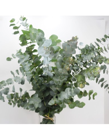 RAMO EUCALIPTO NATURAL