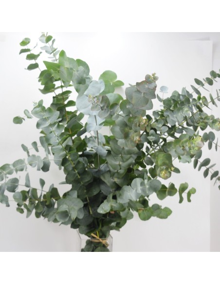 RAMO EUCALIPTO NATURAL