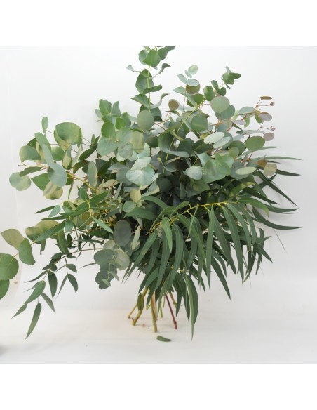 EUCALIPTUS VARIADOS