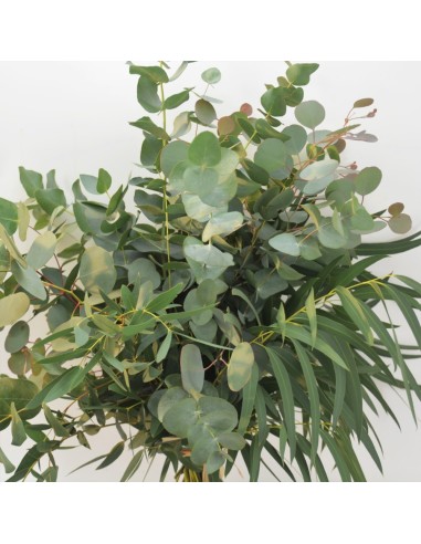EUCALIPTUS VARIADOS