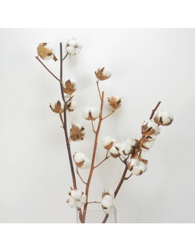 RAMA DE ALGODÓN NATURAL