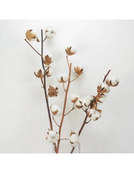 RAMA DE ALGODÓN NATURAL