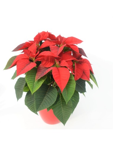 POINSETTIA CLASSIC