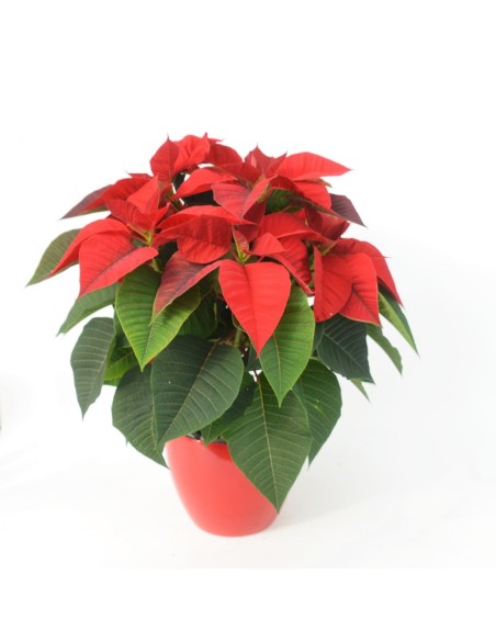 POINSETTIA CLASSIC