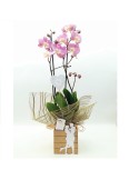 ORQUIDEA CON AMOR