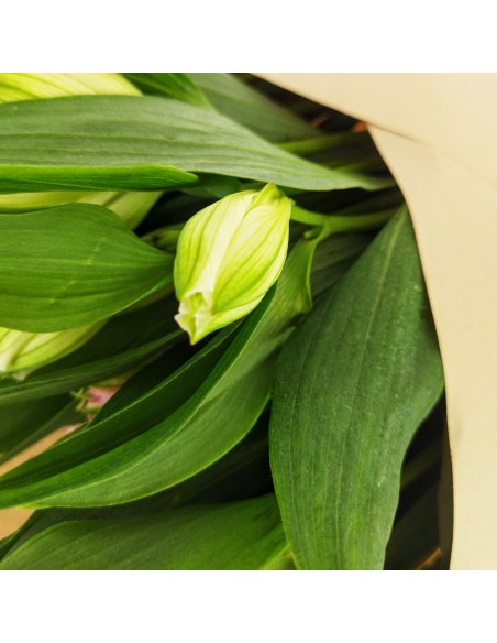 ALSTROEMERIA FLOR EN BLANCO Y ROSA