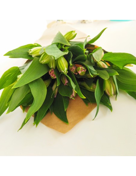 ALSTROEMERIA FLOR EN BLANCO Y ROSA