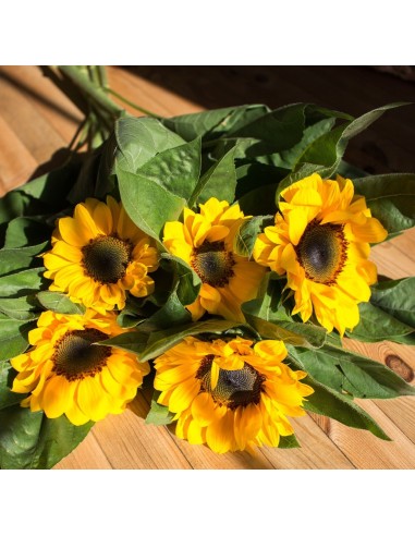 PACK GIRASOLES. FLORES ENCASA. ENVÍO DE FLORES. FLORISTERIA TARRAGONA, VILASECA.  COMPRAR FLORES. COMPRAR GIRASOLES.  fLORISTERI