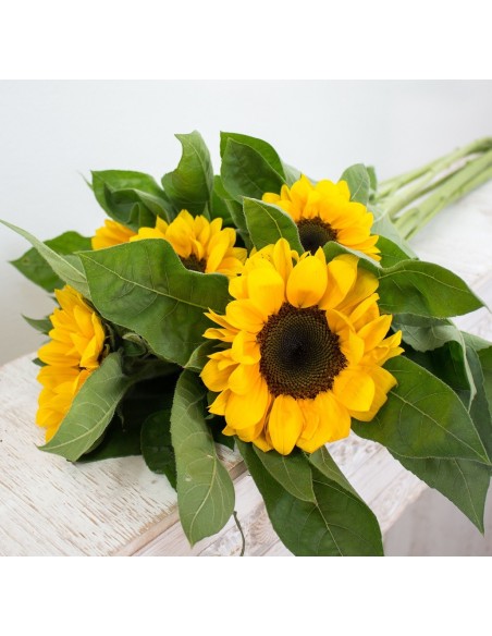 PACK GIRASOLES. FLORES ENCASA. ENVÍO DE FLORES. FLORISTERIA TARRAGONA, VILASECA.  COMPRAR FLORES. COMPRAR GIRASOLES.  fLORISTERI