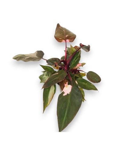 Philodendro Pink Princess Marble