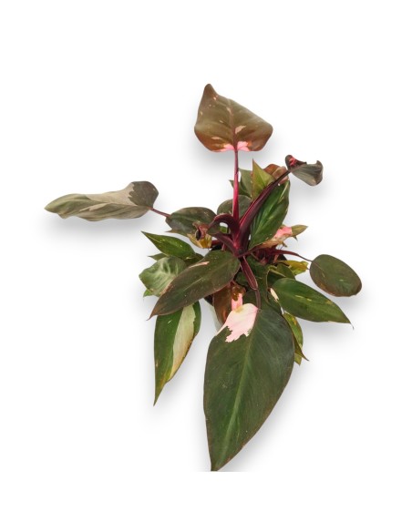 Philodendro Pink Princess Marble