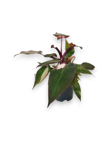 Philodendro Pink Princess Marble