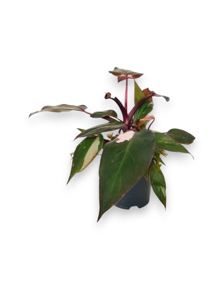 Philodendro Pink Princess Marble