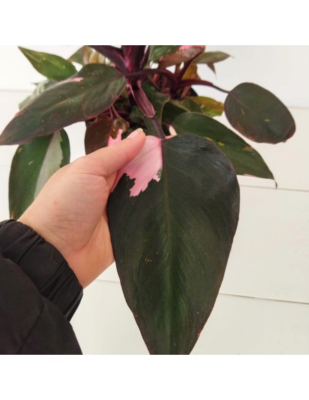 Philodendro Pink Princess Marble