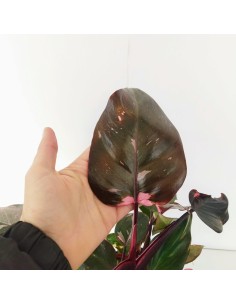 Comprar philodendro Burgundy Prince con envío a domicilio 24h. 2