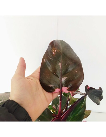 Philodendro Pink Princess Marble