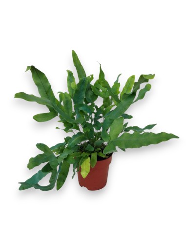 Phlebodium Aureum Blue