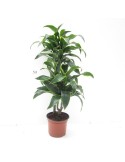 DRACAENA DORADO