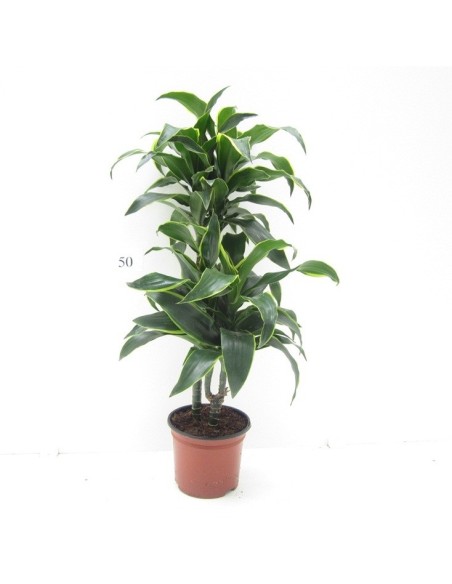 DRACAENA DORADO