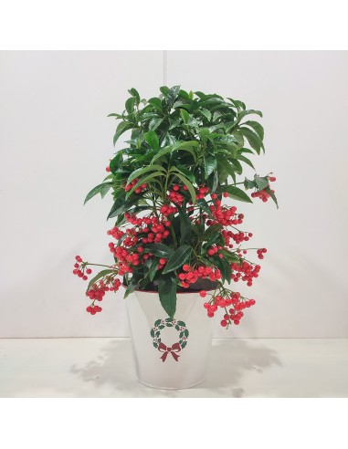 ARDISIA BOSS PREMIUM