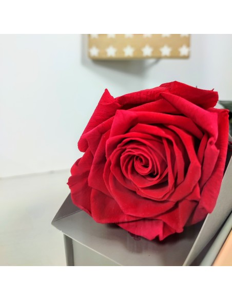 ROSA ETERNA ROJA