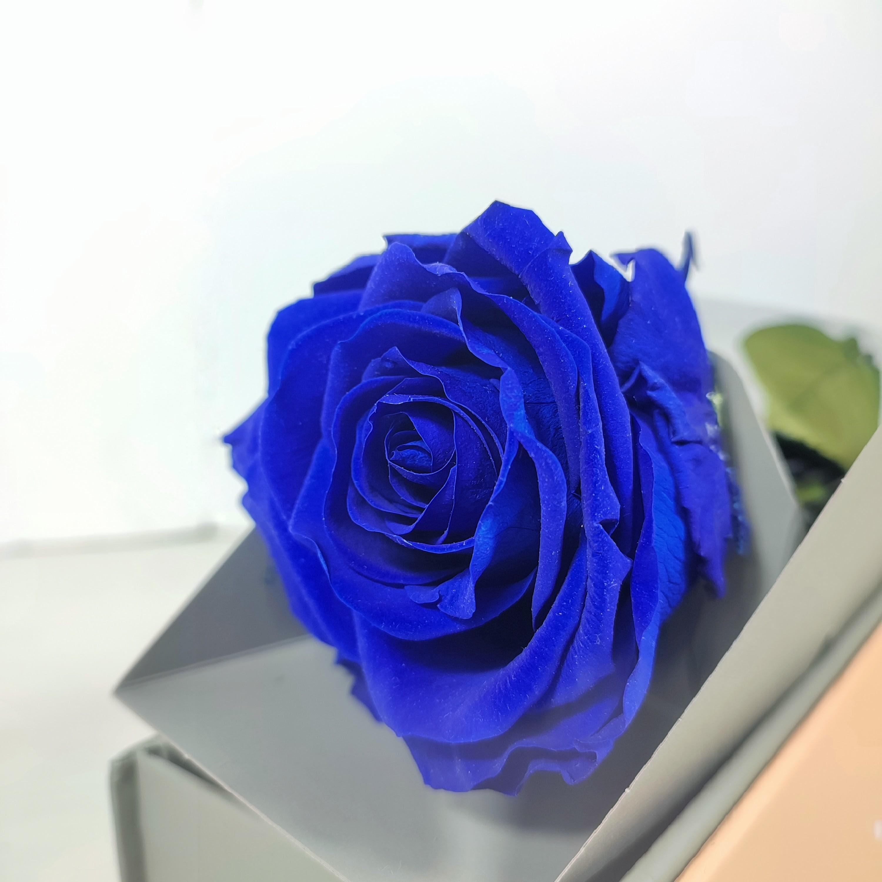 Comprar rosa preservada eterna azul. . Floristeria Tarragona Rosa Azul