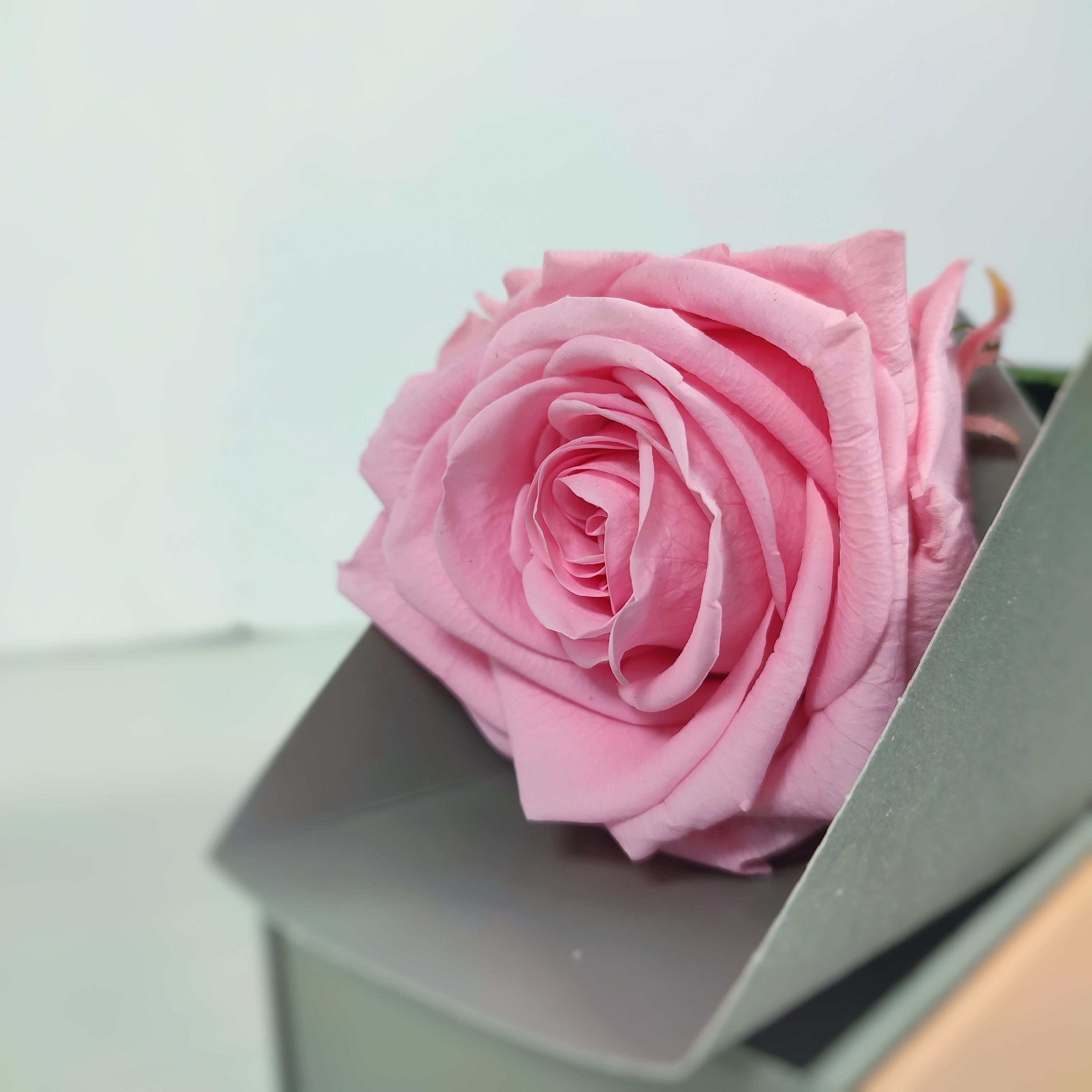flores eternas - Rosas eternas y accesorios