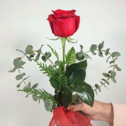 Rosa San Valentín