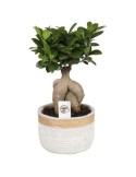 FICUS GINSENG