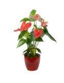 ANTHURIUM ROJO