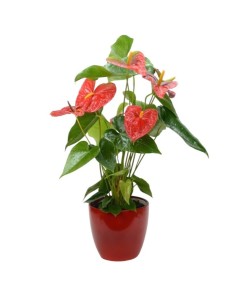 Planta Anthurium