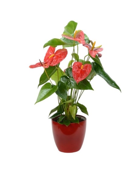 Planta Anthurium