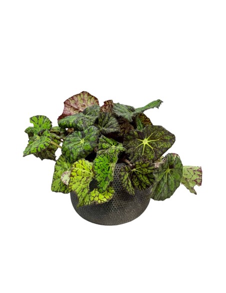 Begonia rex cuidados. begonia roja