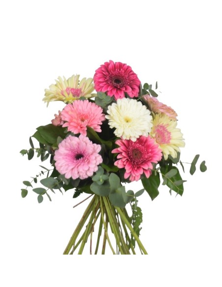 Gerberas rosas. Ramo de flores de gerbera blanca
