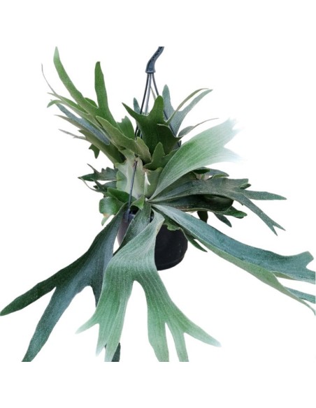 PLATYCERUM BIFURCATUM