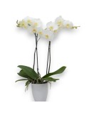 PHALAENOPSIS BLANCO