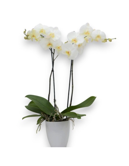 PHALENOPSIS BLANCO. Orquidea blanca. Planta orquidea con macetero.