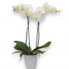 PHALENOPSIS BLANCO. Orquidea blanca. Planta orquidea con macetero.