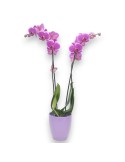 PHALAENOPSIS ROSA CON MACETERO