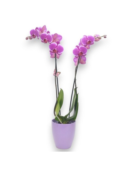 PHALAENOPSIS ROSADO