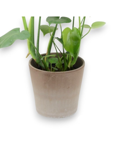 MACETA CERÁMICA RÚSTICA 19CM