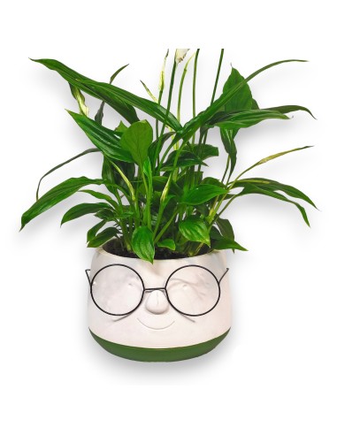 MACETA CON GAFAS. Macetas originales y divertidas. 
