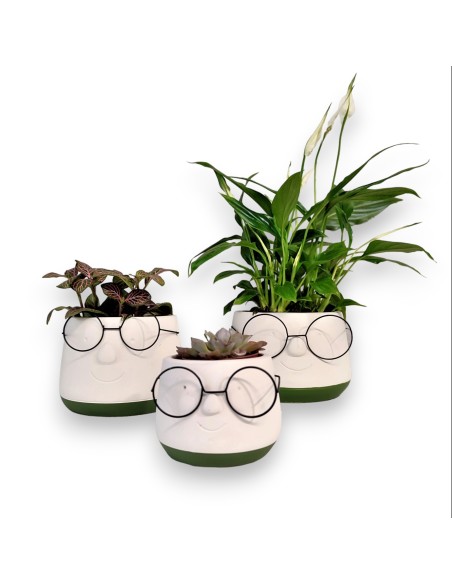 MACETA CON GAFAS. Macetas originales y divertidas. 